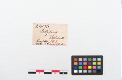 Etiketten zu Eisengürtelhaken (NHMW-PRAE-024176)